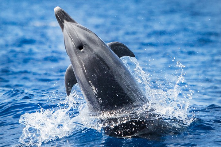Kaimana Ocean Safari - Photo 1 of 15